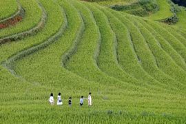 Las terrazas de arroz en Mu Cang Chai, uno de los puntos turísticos atractivos en la región del Noroeste. (Foto: VNA)