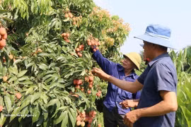 Huertos de lichi se convierten en atractivo turístico en Bac Ninh