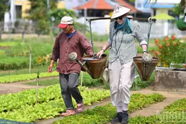 Un turista disfruta de la experiencia de plantar hortalizas, preparar la tierra y regar las plantas en una aldea en Hoi An.