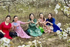 Huertos de pera en la comuna fronteriza de Pho Bang.