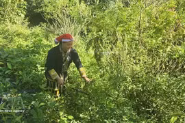 Tan May Liu, miembro de la Cooperativa Comunitaria Dao Rojo, se adentró en el bosque para recolectar hojas medicinales. (Foto: VNA)