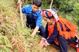 Los habitantes de la aldea de Chien Thang, en la comuna de Ho Thau, participan en la ceremonia de lanzamiento de la plantación de árboles de té Shan Tuyet. (Foto: Huy Hanh)