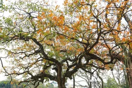 Belleza del lago Hoan Kiem, en Hanói. (Foto: VNA)
