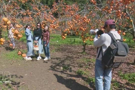 Turistas en Moc Chau, provincia de Son La. (Fuente: VNA)