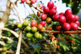 [Vídeo] Café vietnamita por conquistar al mundo