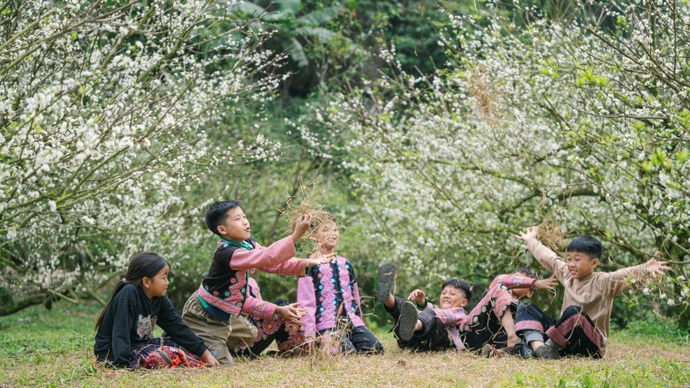 Ciruelos fuera de temporada en Moc Chau florecen blancos inmaculados en pleno invierno