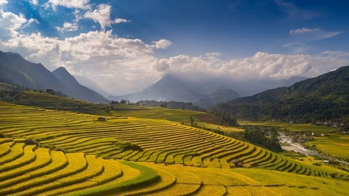 En la imagen: El encanto de Sa Pa durante la temporada de cosecha del arroz. (Foto: VNA)