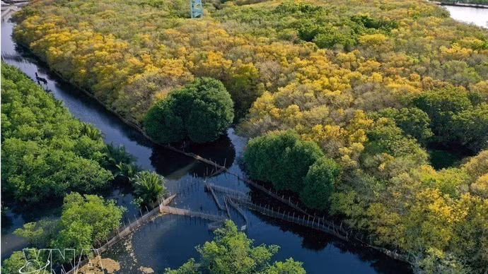 El manglar Ru Cha. (Foto: VNA)