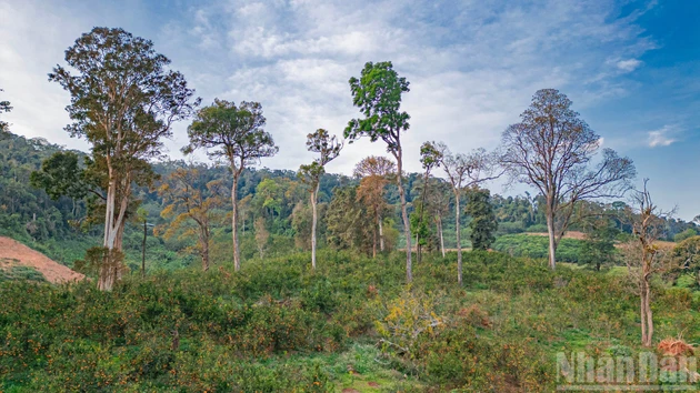 [Foto] Temporada dorada de la agricultura orgánica bajo el dosel forestal de Mang Den
