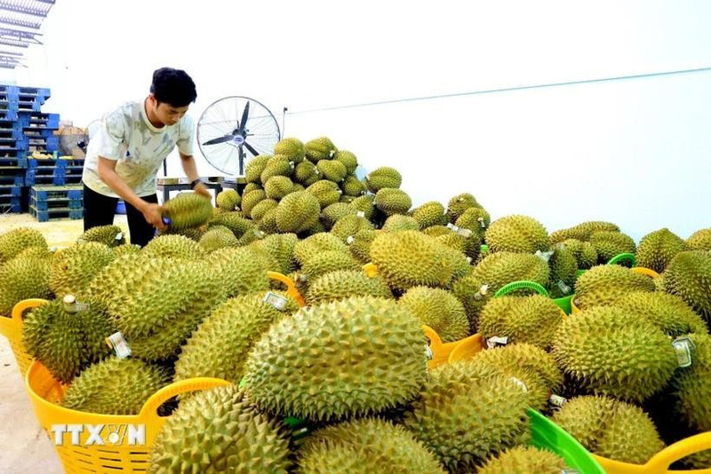 Durian, una de las principales frutas exportadas a China (Foto: VNA)