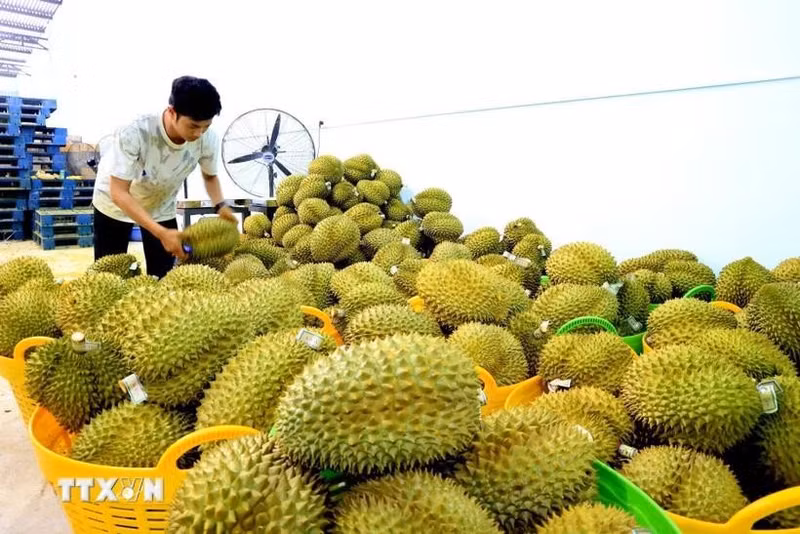 Durian, una de las principales frutas exportadas a China (Foto: VNA)