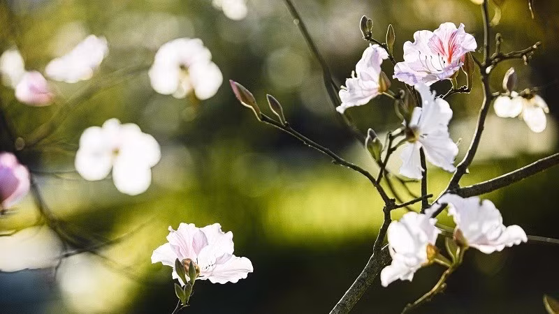 La flor Ban -de cinco pétalos, blanca inmaculada y delicada- es símbolo de las montañas y bosques de Dien Bien y del noroeste…
