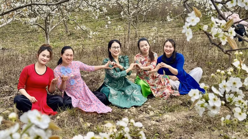 Huertos de pera en la comuna fronteriza de Pho Bang.