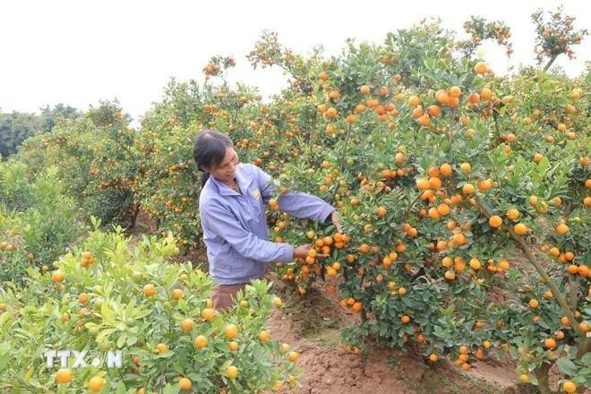 En el jardín de Duong Thi Lap, unos 200 árboles están listos para la celebración. (Foto: VNA)