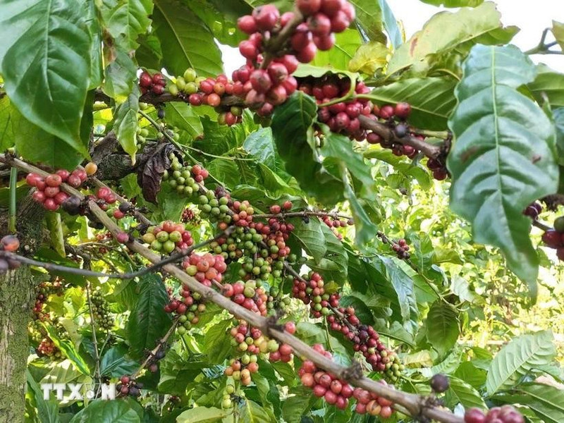 Actualmente, el café representa casi el 85 por ciento de las exportaciones totales de Vietnam a Argelia. (Foto: VNA)