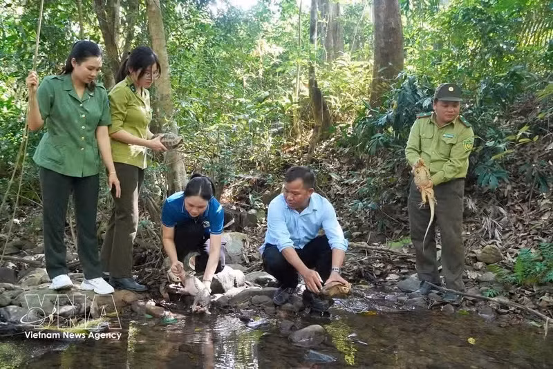 Las autoridades funcionales liberan los animales en el bosque. (Foto: VNA)