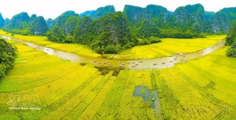 El vibrante color amarillo del árboles da la bienvenida a los turistas nacionales e internacionales que visitan Tam Coc - Bich Dong, parte del complejo paisajístico de Trang An. (Foto: VNA)