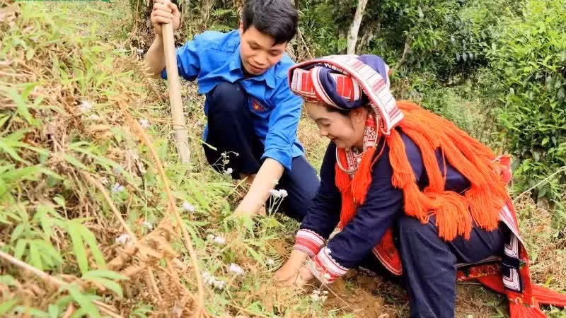 Los habitantes de la aldea de Chien Thang, en la comuna de Ho Thau, participan en la ceremonia de lanzamiento de la plantación de árboles de té Shan Tuyet. (Foto: Huy Hanh)
