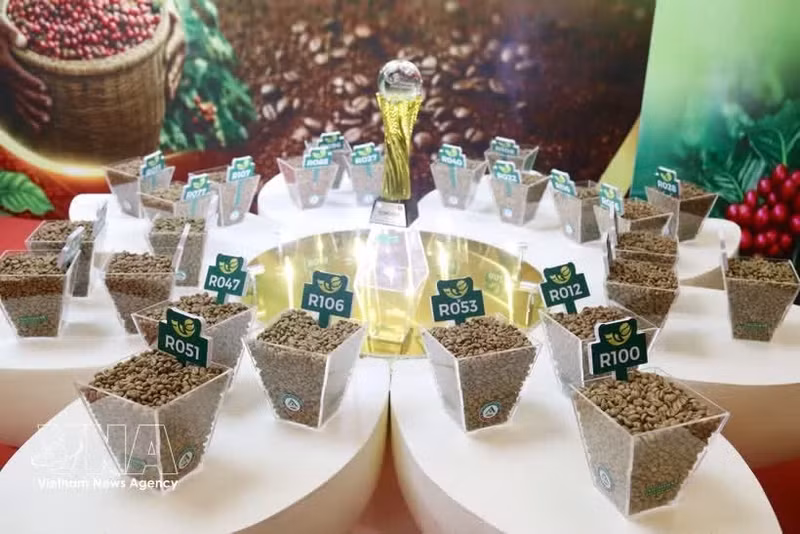 En 2026, la competencia registró su mayor participación hasta la fecha, con 182 inscripciones de 81 establecimientos, que representaban a 7 regiones cafetaleras de todo el país. (Foto: VNA)