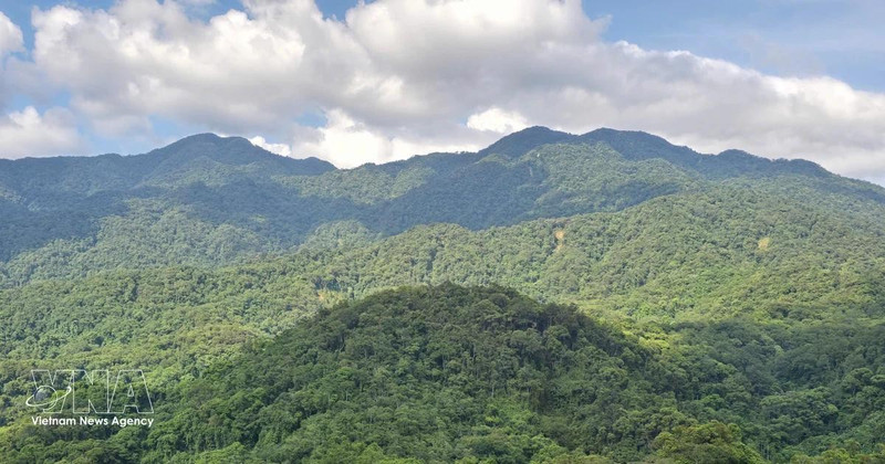 Invertir en bosques equivale a invertir en el futuro. (Foto: VNA)