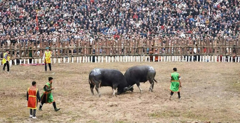 Miles de personas presenciaron el tradicional festival de lucha de búfalos.