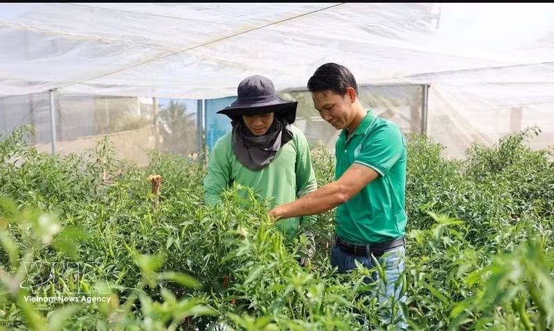 Nguyen Viet Tu (derecha) y el personal técnico de la cooperativa inspeccionan el cultivo de chiles picantes, listo para la cosecha con destino a la exportación a países europeos. (Foto: VNA)