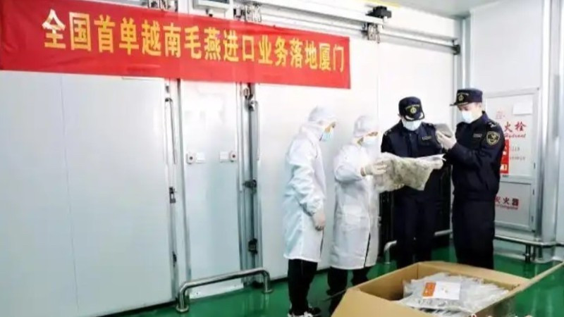 La Aduana de la ciudad de Xiamen inspecciona el primer envío de nidos de pájaro crudos importados de Vietnam. (Foto: Chinanews.com.cn)