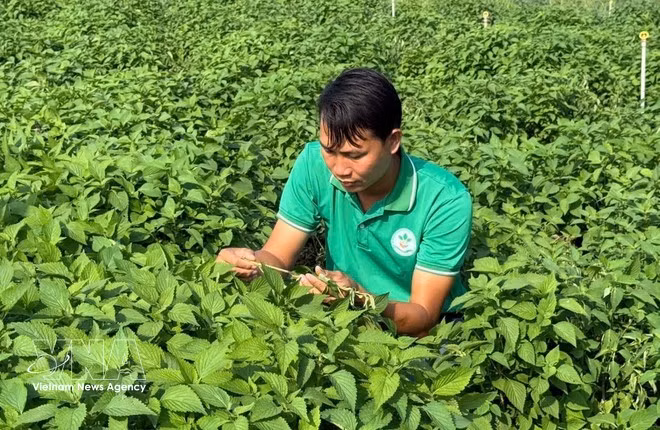 Nguyen Viet Tu revisa el cultivo de hierba vietnamita preparado para la cosecha. (Foto: VNA)