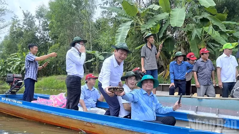 Turistas colocan trampas de pesca en el bosque de melaleucas de U Minh Ha.