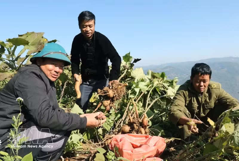 Los habitantes de la aldea de Ta Giao Khau (comuna de Lung Cu, provincia de Tuyen Quang) cosechan su boniato. (Foto: VNA)