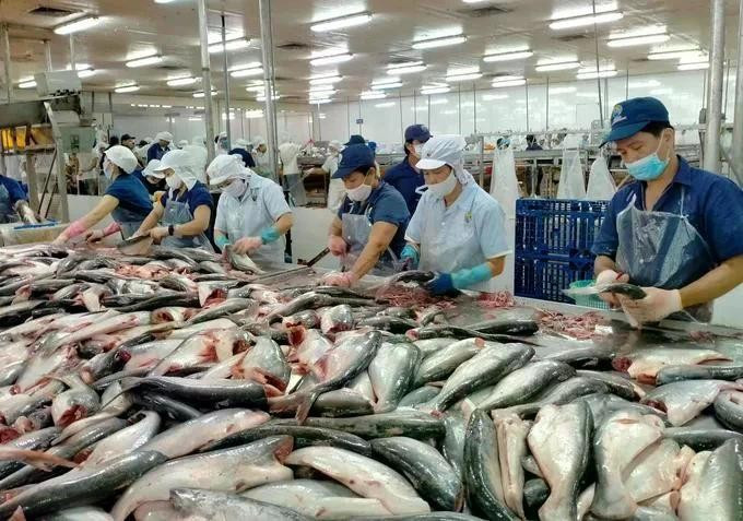 Procesamiento de pescado Tra para la exportación (Foto: VNA)