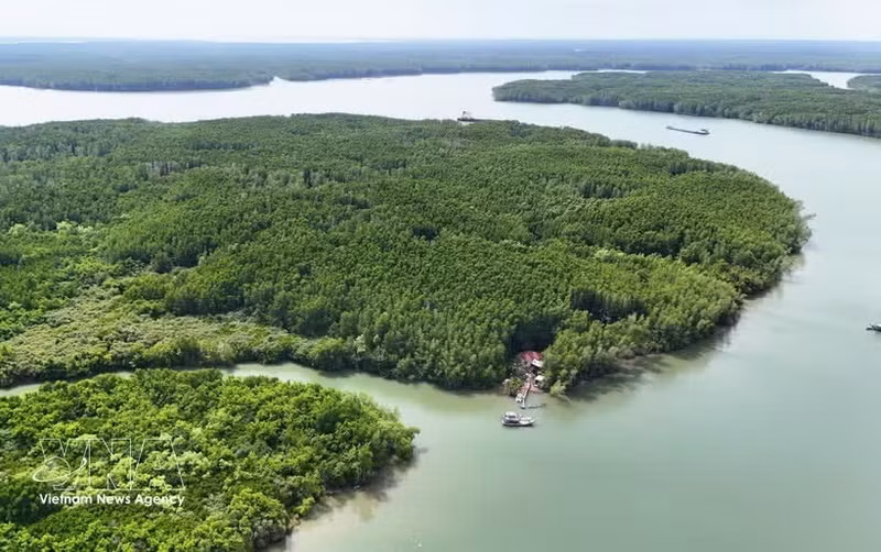 El bosque de manglares de Can Gio, un ecosistema crucial como sumidero de carbono, contribuye a la generación de créditos de carbono para el funcionamiento del mercado de carbono de Vietnam. (Foto: VNA)