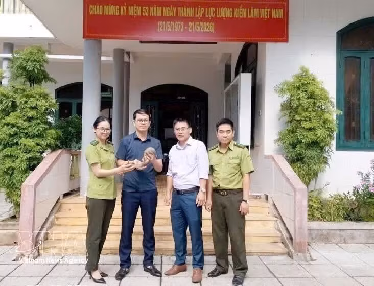 La recepción del pangolín de Java en el Comité Popular de la comuna de Huong Hiep (Foto: VNA)