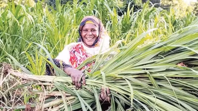 Agricultores en Tanzania. (Foto: Xinhua)