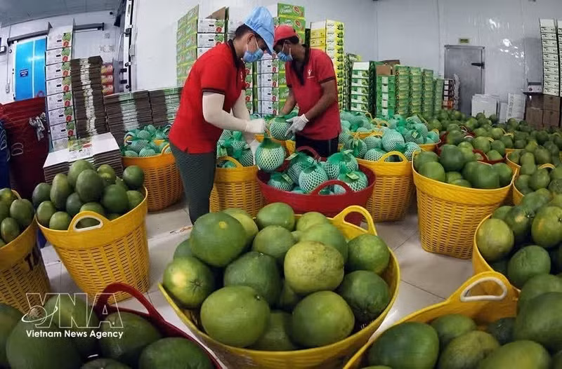Tras ser lavados, los pomelos de piel verde se secan para su exportación en la fábrica del Grupo Vina T&T en la provincia de Vinh Long (Foto: VNA)
