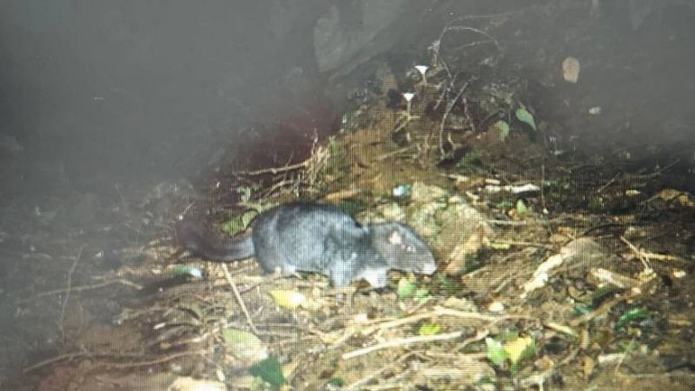 La rata de roca de Truong Son se encuentra en el parque nacional Phong Nha-Ke Bang.