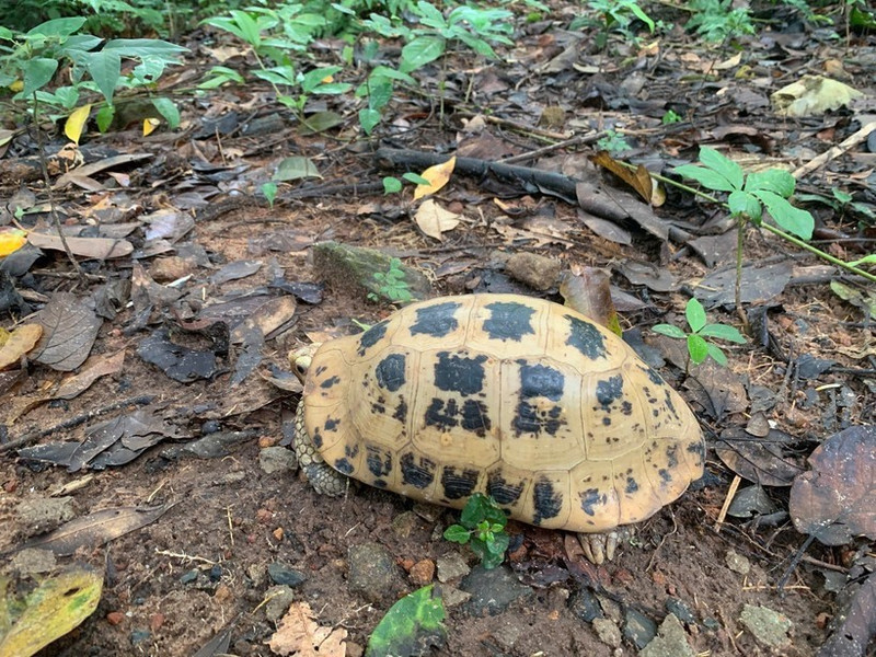 La División de Conservación y Cooperación Internacional del Parque Nacional Con Dao recibió recientemente una tortuga alargada (Indotestudo elongata). Foto: VNA
