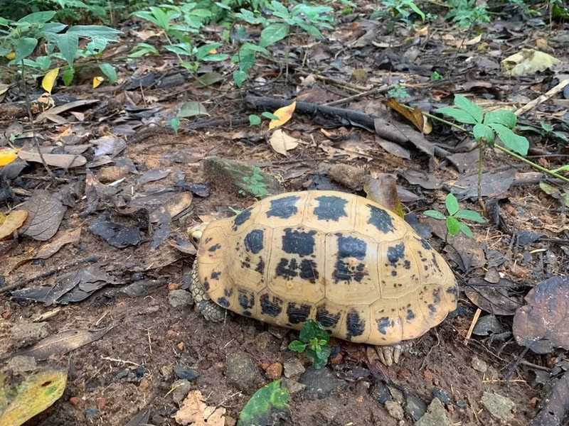 La División de Conservación y Cooperación Internacional del Parque Nacional Con Dao recibió recientemente una tortuga alargada (Indotestudo elongata). Foto: VNA