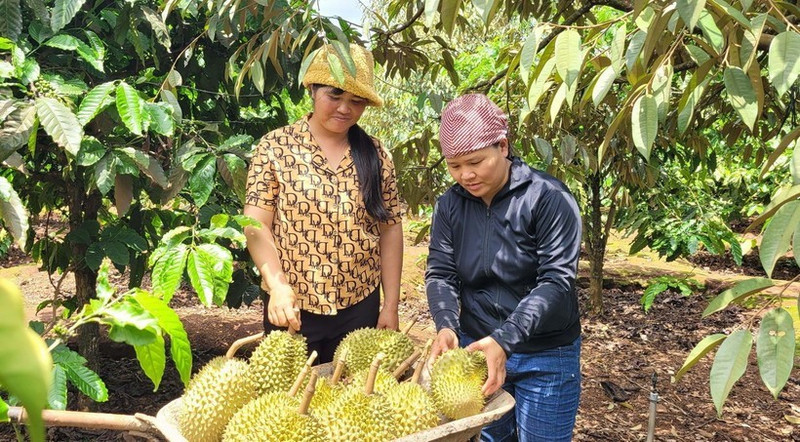 Cosecha de durian cultivado según los estándares VietGAP en la comuna de Ia Mo Nong (Chu Pah, Gia Lai). (Foto: VNA)