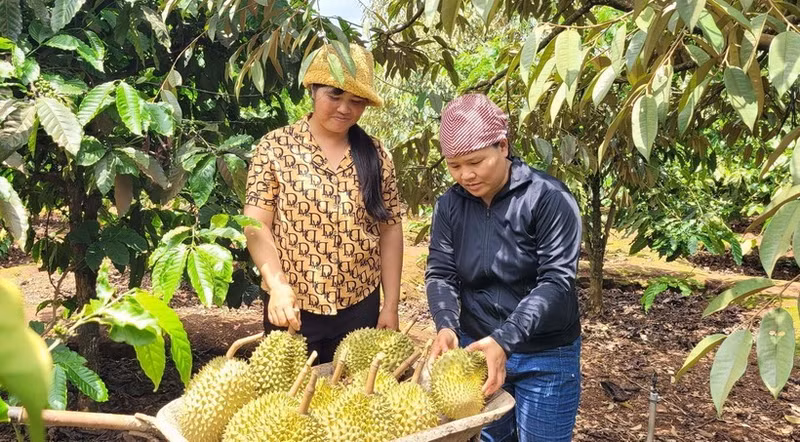 Cosecha de durian cultivado según los estándares VietGAP en la comuna de Ia Mo Nong (Chu Pah, Gia Lai). (Foto: VNA)