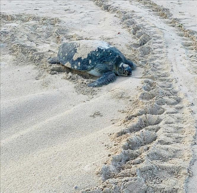 Esta es la segunda vez en el año que la tortuga madre regresa a Hon Cau para poner huevos. (Foto: VNA)