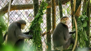 La mayoría de los primates del EPRC han sido víctimas del tráfico ilegal de animales y llegaron al centro gracias a decomisos realizados por las autoridades o mediante entregas voluntarias.
