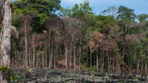 Foto de ilustración: greeninvietnam.org