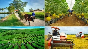 BAD y BIDV impulsan la agricultura sostenible en Vietnam con financiamiento de 250 millones de dólares. (Foto: baochinhphu.vn)