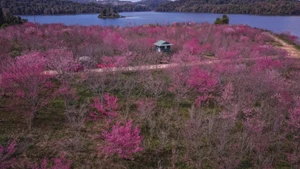 Cerezos en flor en Muong Phang. (Foto: Servicio de Cultura, Deportes y Turismo de la provincia de Dien Bien)