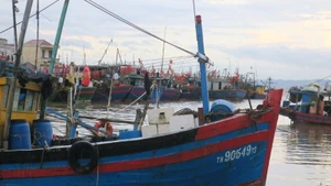Ciudad de Hai Phong registra avances positivos en la lucha contra la pesca ilegal