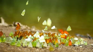 Temporada mágica de mariposas en el Parque Nacional Cuc Phuong
