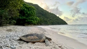 Una rara tortuga marina (Foto: VNA)