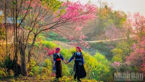 Festival de durazneros silvestres de Lao Cai se celebrará a principios de enero 