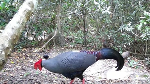 Descubren animales preciosos en Reserva Natural Ea So